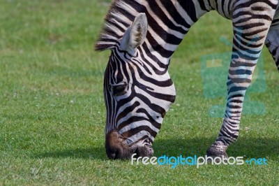 Beautiful Close-up Of The Zebra Stock Photo