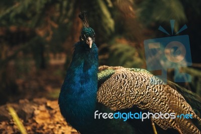 Beautiful Colourful Peacock Outdoors In The Daytime Stock Photo