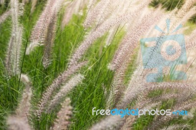 Beautiful Day Of Grass Flower Field Stock Photo