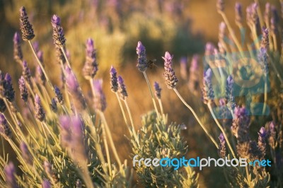 Beautiful Deep Purple Lavender Plants In Nature Stock Photo