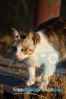 Beautiful Domestic Cat Hunting Stock Photo Beautiful Domestic Cat Hunting Stock Photo