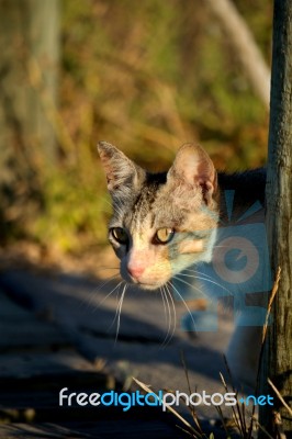 Beautiful Domestic Cat Hunting Stock Photo