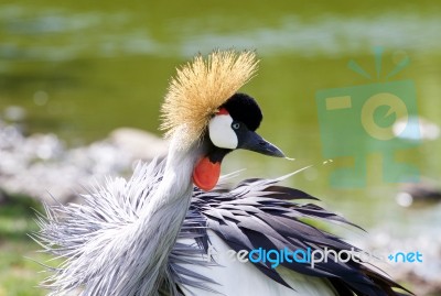 Beautiful East African Crowned Crane Is Cleaning His Feathers Stock Photo