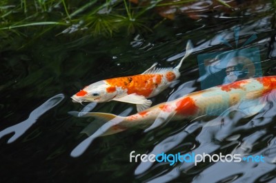 Beautiful Fancy Carp Fish Stock Photo Beautiful Fancy Carp Fish Stock Photo