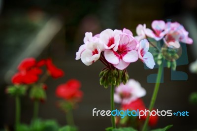 Beautiful Flower At Doi Tung, Thailand Stock Photo