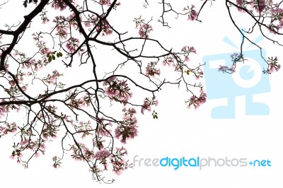 Beautiful Flower On White Background Stock Photo