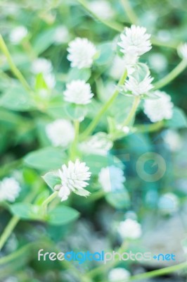 Beautiful Flower Plant On Summer Stock Photo