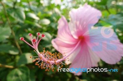 Beautiful Flowers Stock Photo