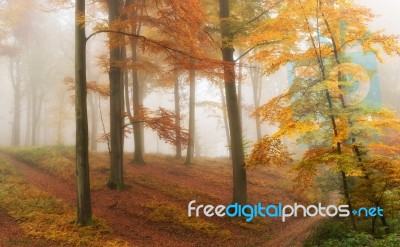 Beautiful Forest Stock Photo
