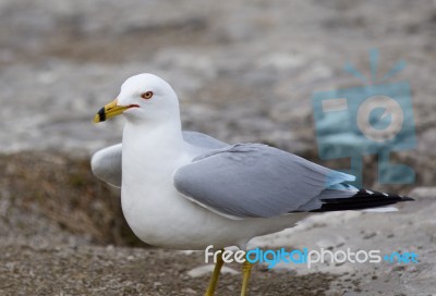 Beautiful Funny Closeup Of The Gull Staying On The Shore Stock Photo
