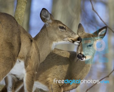 Beautiful Funny Photo Of A Pair Of The Cute Wild Deers Stock Photo