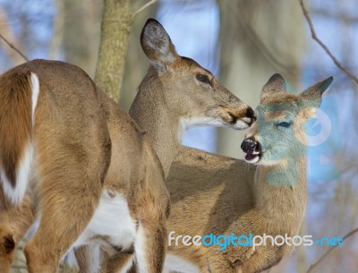 Beautiful Funny Photo Of A Pair Of The Cute Wild Deers Licking Each Other Stock Photo