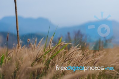 Beautiful Grass Flower Background ,selective Focus Stock Photo