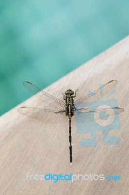 Beautiful Green Dragonfly On Swimming Pool Edge Stock Photo