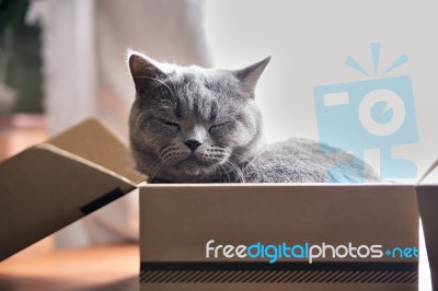 Beautiful Grey Cat Sleeping In A Box. British Shorthair Kitten Stock Photo