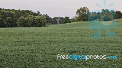 Beautiful Image Of A Beautiful Potatoes Field Stock Photo