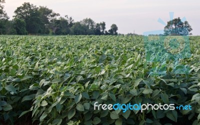 Beautiful Image Of A Beautiful Potatoes Field Stock Photo