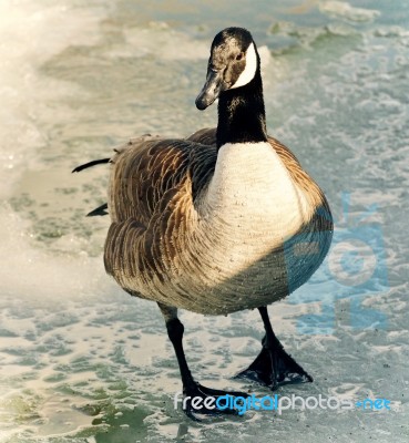 Beautiful Image Of A Canada Goose Standing On Ice Stock Photo