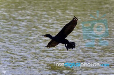 Beautiful Image Of A Cormorant Landing To Lake Stock Photo