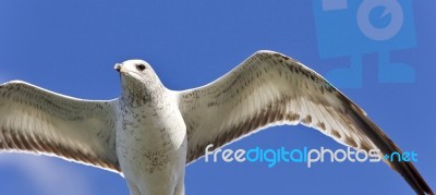 Beautiful Image Of A Gull Flying In The Sky Stock Photo