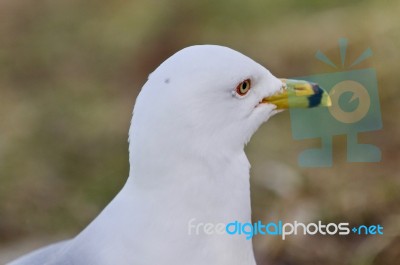 Beautiful Image Of A Thoughtful Gull Stock Photo