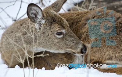 Beautiful Image Of A Wild Deer Cleaning His Fur In The Snowy Forest Stock Photo