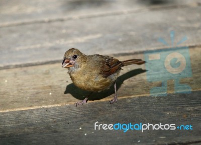 Beautiful Image With A Bird On The Wooden Floor Stock Photo