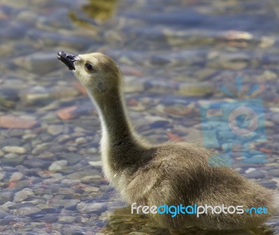 Beautiful Image With A Chick Of The Canada Geese Stock Photo