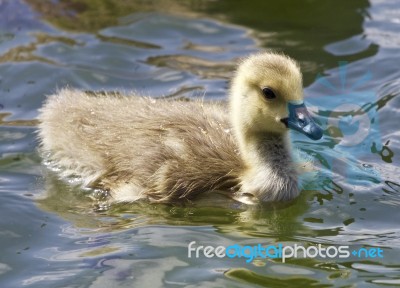 Beautiful Image With A Chick Of The Canada Geese Eating Stock Photo