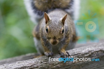 Beautiful Image With A Cute Funny Curious Squirrel Stock Photo