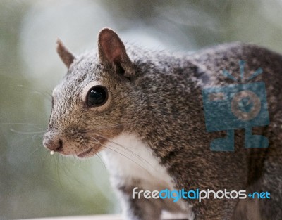 Beautiful Image With A Cute Funny Squirrel Stock Photo