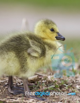 Beautiful Image With A Funny Chick On The Grass Stock Photo