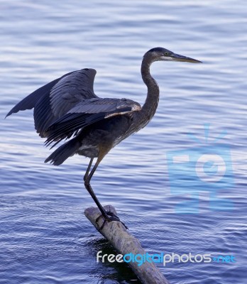 Beautiful Image With A Great Blue Heron Jumping On A Log Stock Photo