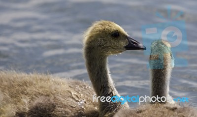 Beautiful Image With A Pair Of Chicks Of The Canada Geese Stock Photo