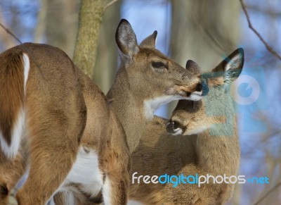 Beautiful Image With A Pair Of The Cute Wild Deers Stock Photo