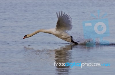 Beautiful Image With A Powerful Swan's Take Off Stock Photo