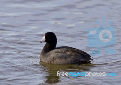 Beautiful Image With Amazing American Coot In The Lake Stock Photo