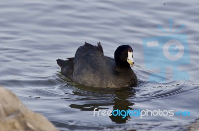 Beautiful Image With Amazing American Coot In The Lake Stock Photo