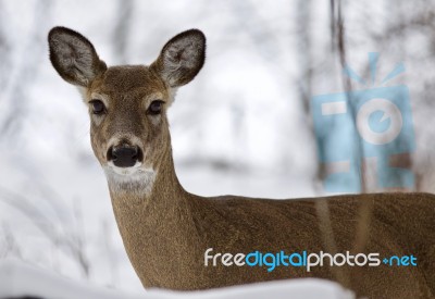 Beautiful Isolated Background With A Wild Deer In The Snowy Forest Stock Photo
