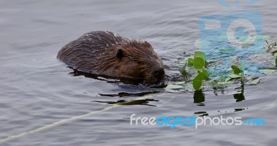 Beautiful Isolated Image Of A Beaver Swimming In The Lake Stock Photo