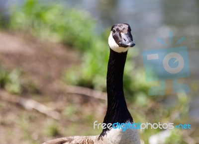 Beautiful Isolated Image Of A Canada Goose Looking Stock Photo