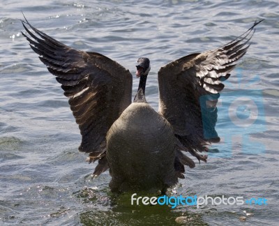Beautiful Isolated Image Of A Canada Goose With The Opened Wings… Stock Photo