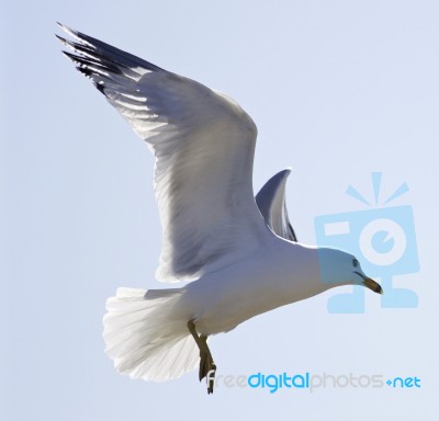 Beautiful Isolated Image Of A Flying Gull Stock Photo