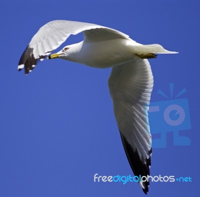 Beautiful Isolated Image Of A Flying Gull Stock Photo