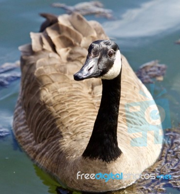 Beautiful Isolated Image Of A Funny Wild Canada Goose In The Lake Stock Photo