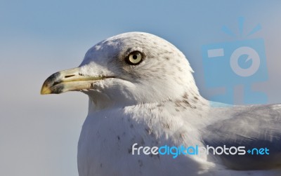 Beautiful Isolated Image Of A Gull And A Sky Stock Photo