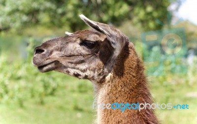 Beautiful Isolated Image Of A Llama Standing Awake Stock Photo