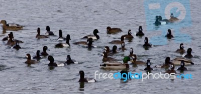 Beautiful Isolated Image Of A Swarm Of Ducks In The Lake Stock Photo