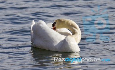 Beautiful Isolated Image Of A Wild Mute Swan Stock Photo