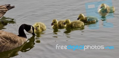 Beautiful Isolated Image Of A Young Family Of Canada Geese Swimming Stock Photo